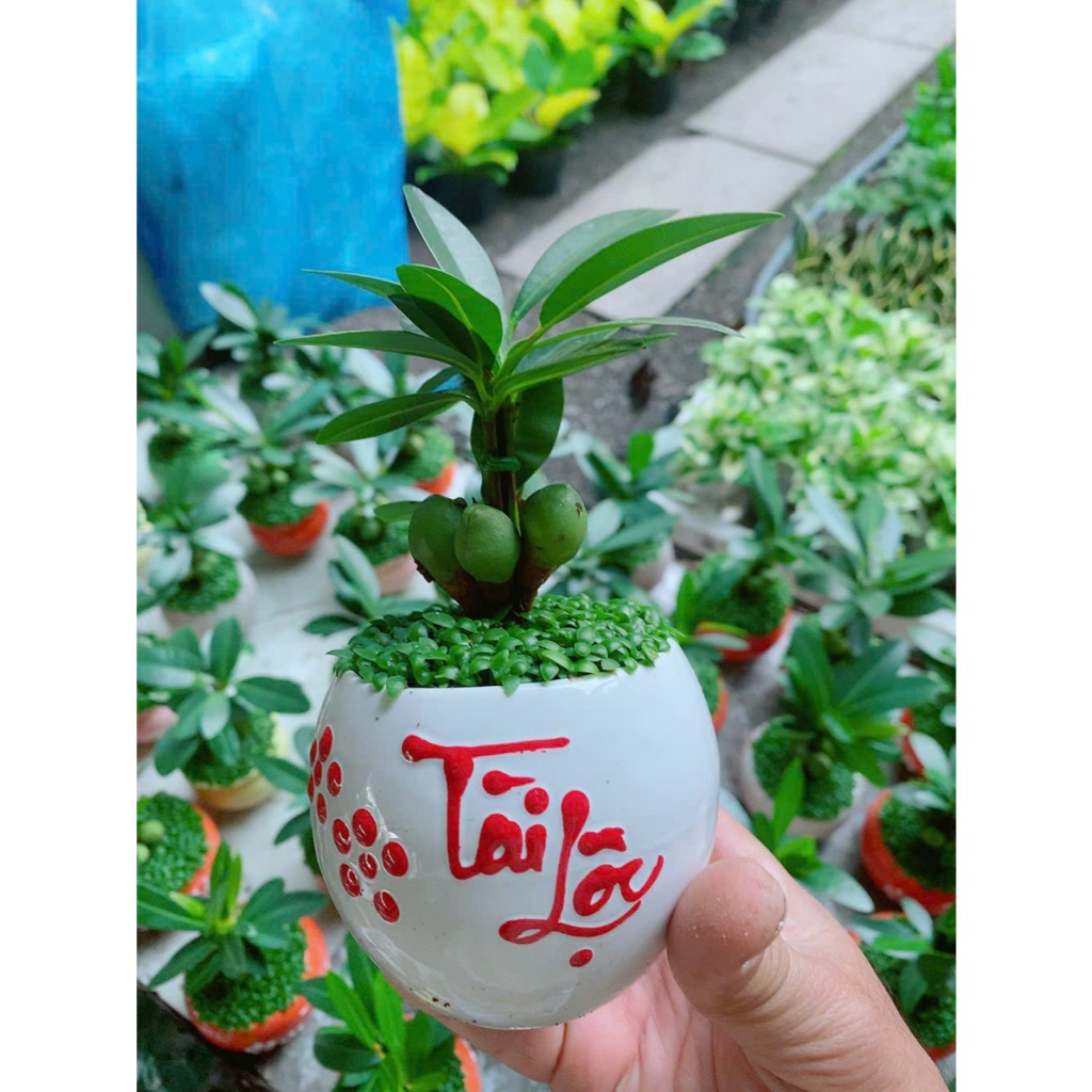 Chậu Cây May Mắn Tài Lộc Trắng