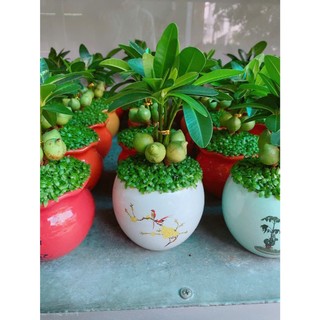 Chậu Cây May Mắn Tài Lộc Trắng