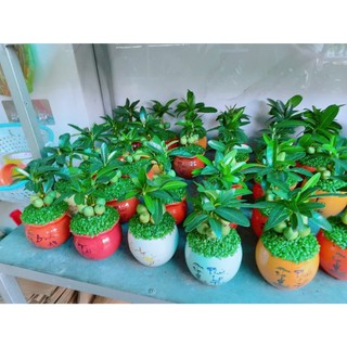 Chậu Cây May Mắn Tài Lộc