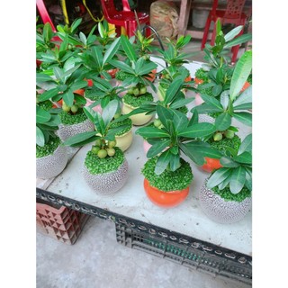 Chậu Cây May Mắn Tài Lộc
