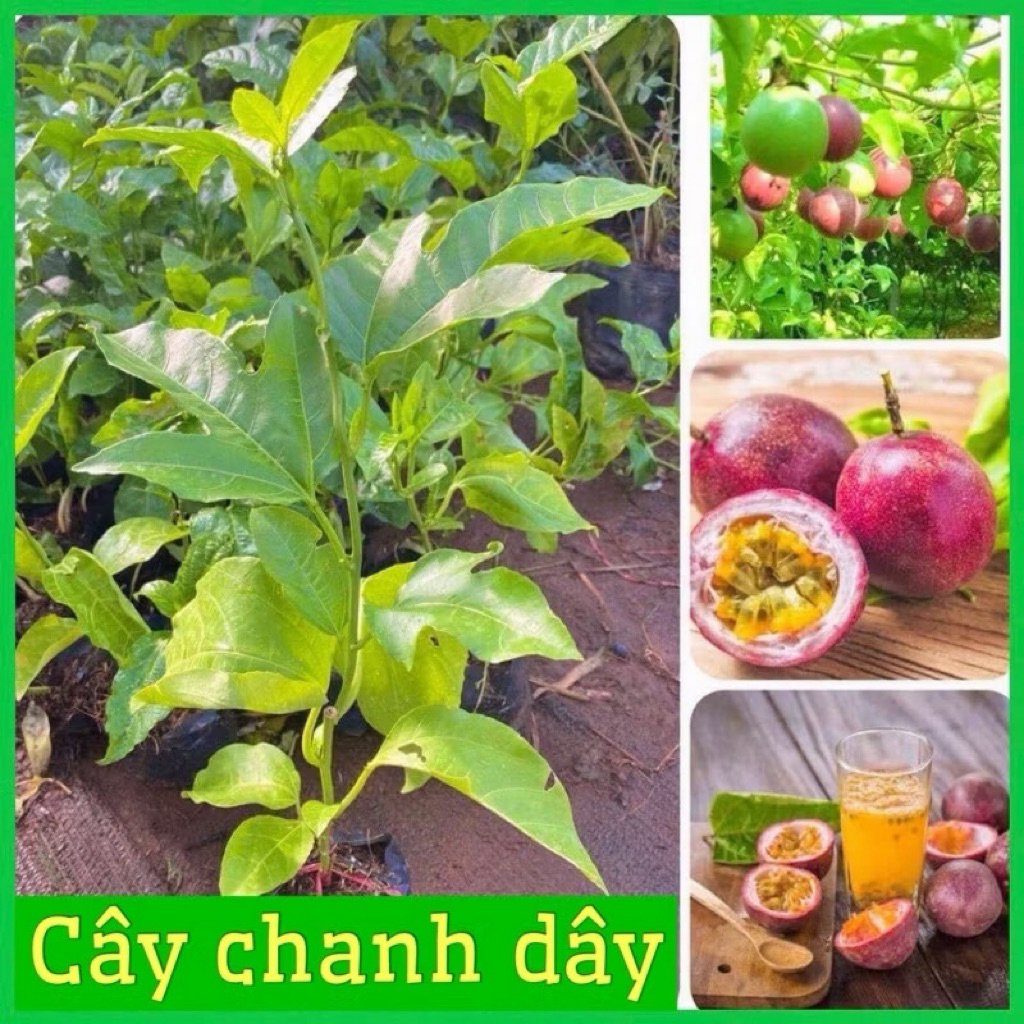 Chanh leo tím, chanh leo vàng