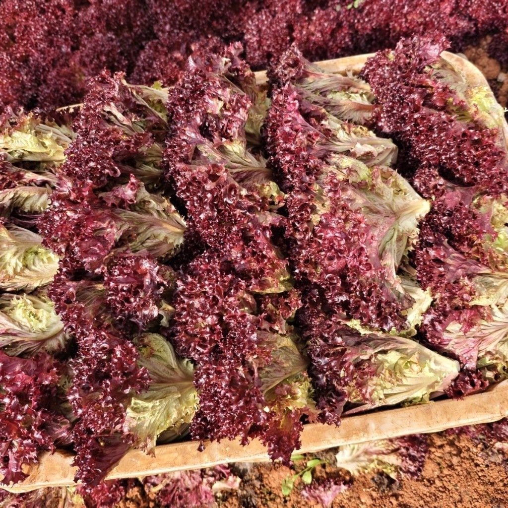 hạt giống Rau Diếp Xoăn Đỏ Red Lettuce Seeds-500Hạt