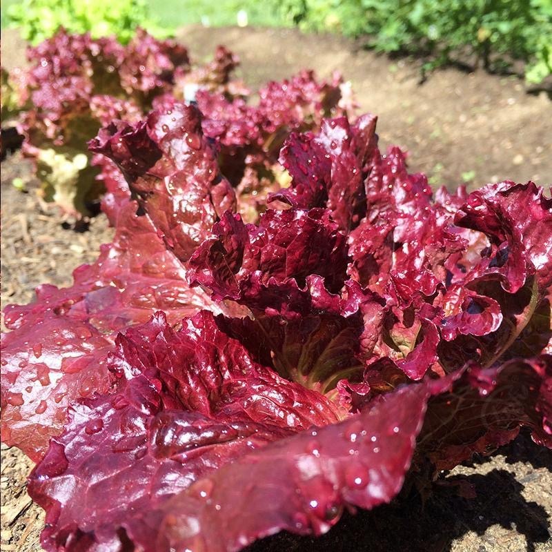 Hạt Giống Xà  -Red Lettuce Seeds-800Hạt