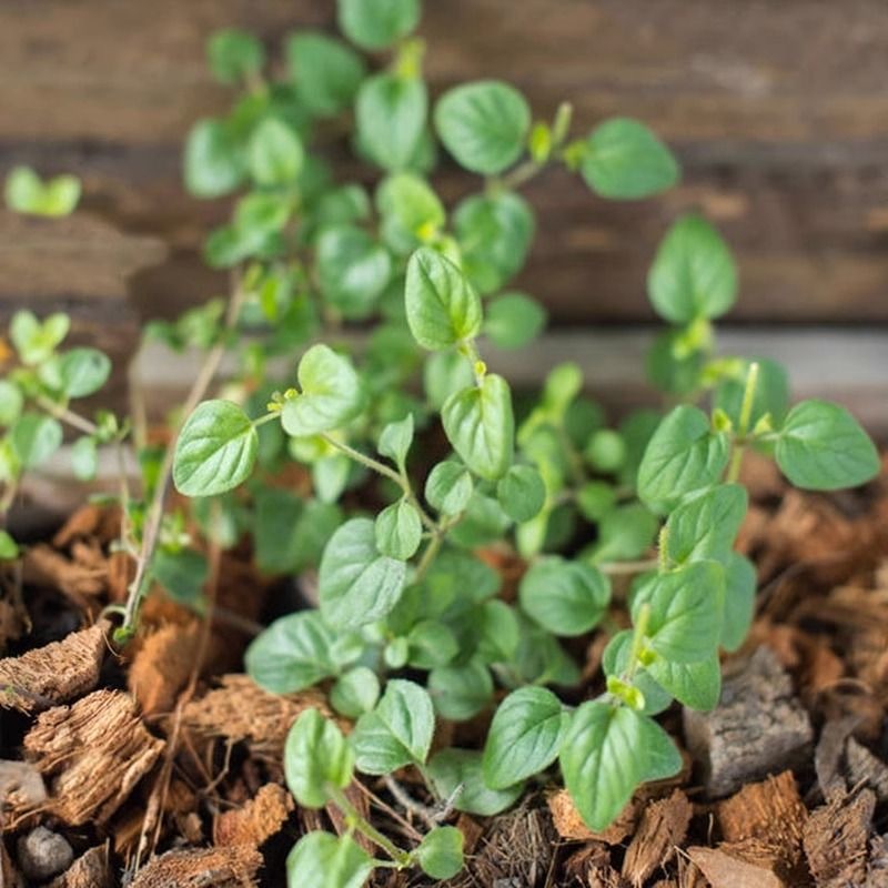 Hạt  giống Kinh giới  Oregano - rau kinh giới cay, lá thơm-Oregano Seeds-250viên