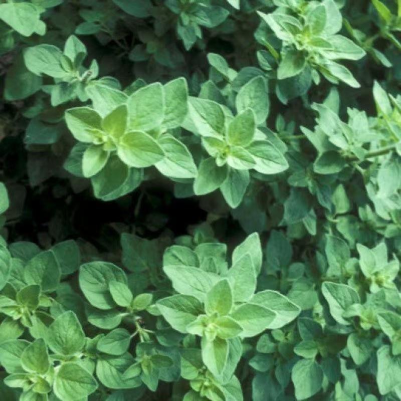 Hạt Hạt Giống Oregano Kinh Giới Tây Oregano Seeds-100Hạt
