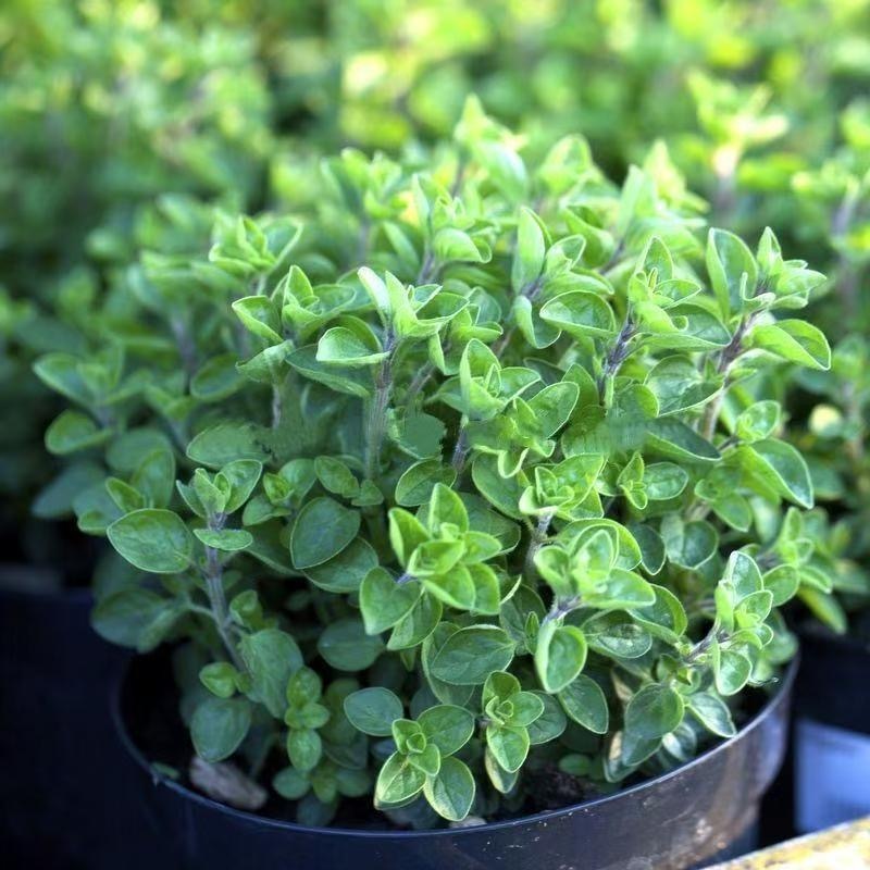 Hạt  Cây giống bạc hà Oregano Seeds-100viên