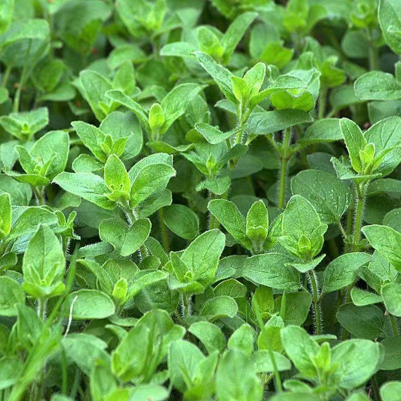 Hạt giống oregano  kích  Oregano Seeds-100viên