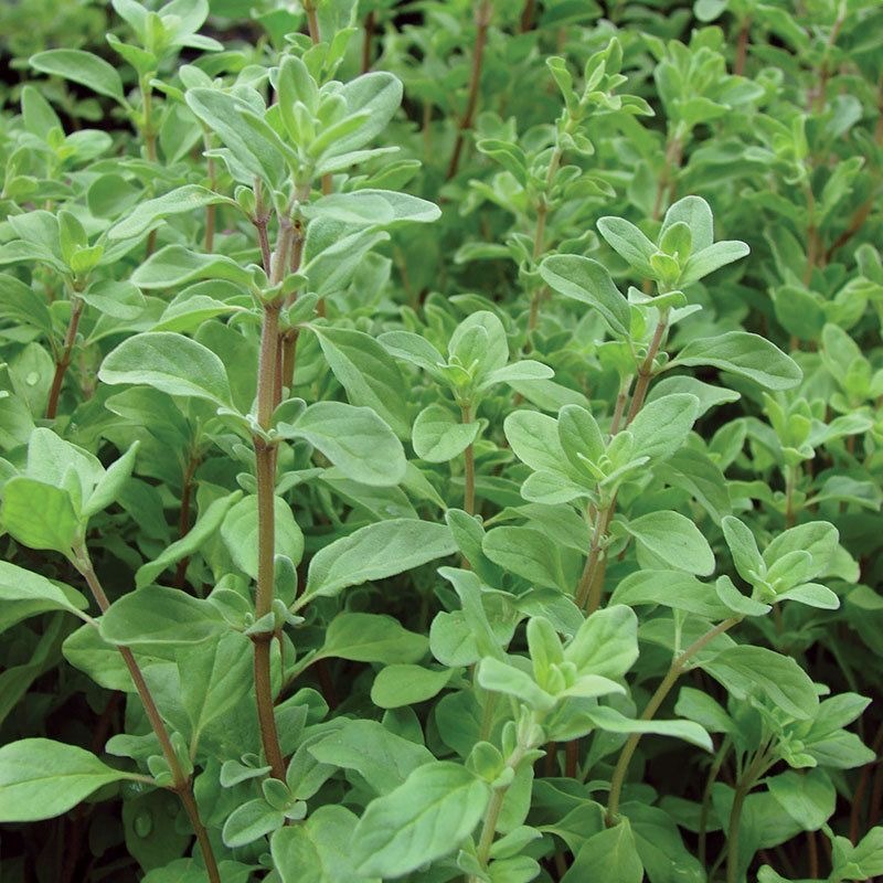 Hạt Hạt Giống Oregano Kinh- Oregano Seeds-100Hạt
