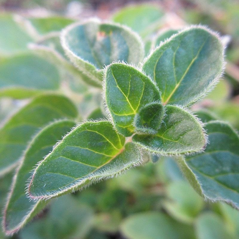 Hạt giống oregano Oregano Seeds-100Hạt