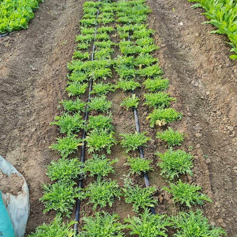 Hạt Giống Cải Ngọt Nhật -Mizuna Lettuce seeds-800viên