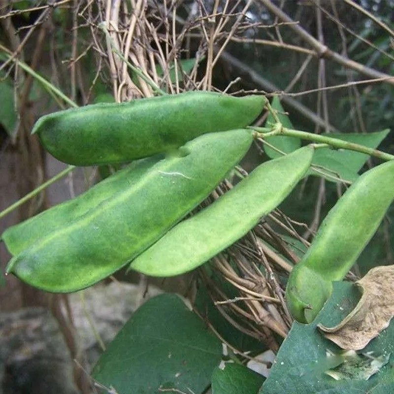 Patani seeds for planting harvest-Patani Seeds-3seeds