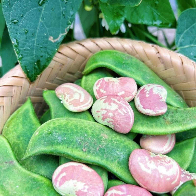 Patani Seeds - Vegetable Seeds-3 seeds