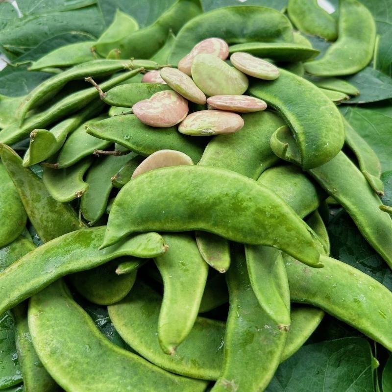 Patani seeds -Stripe seeds for planting new harvest-3seeds