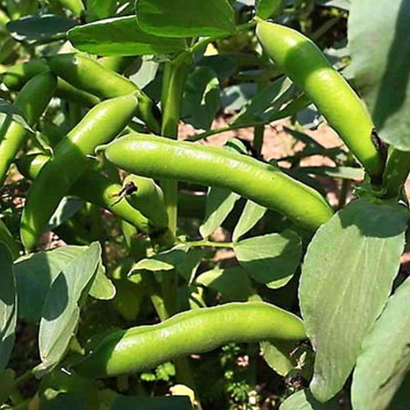 Red Patani/Seeds for Planting-Patani Seeds-10 SEEDS