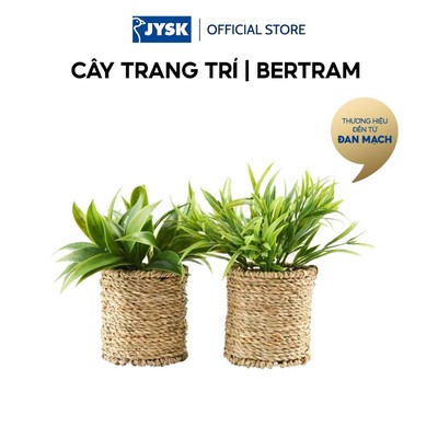 Cây trang trí | JYSK BERTRAM | nhựa PE/sợi cói | xanh/màu tự nhiên | Ø8xC18cm
