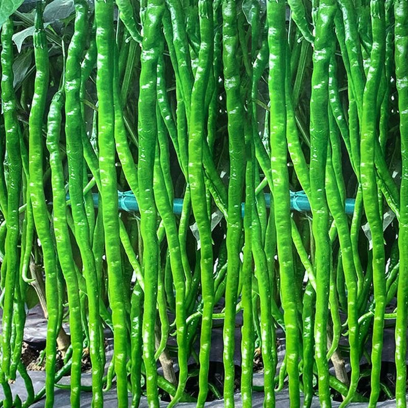 100  Seeds Green Long Chilli Seeds Organic Vegetable Long Hot Pepper Seeds  Green Super Long Chilli 
