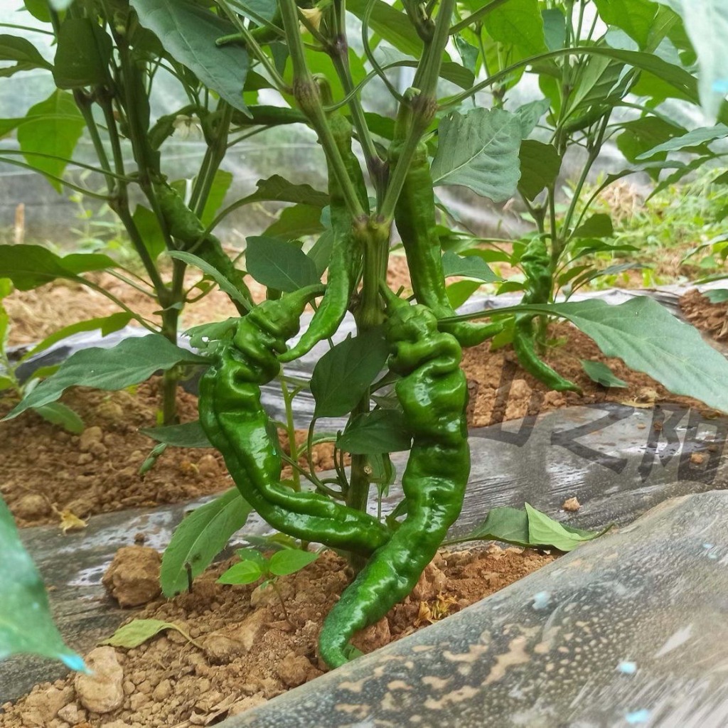 Fresh Organic Screw Pepper Seeds for Planting (100 Seed) High Yield Super   Vegetable Seeds Veggies 