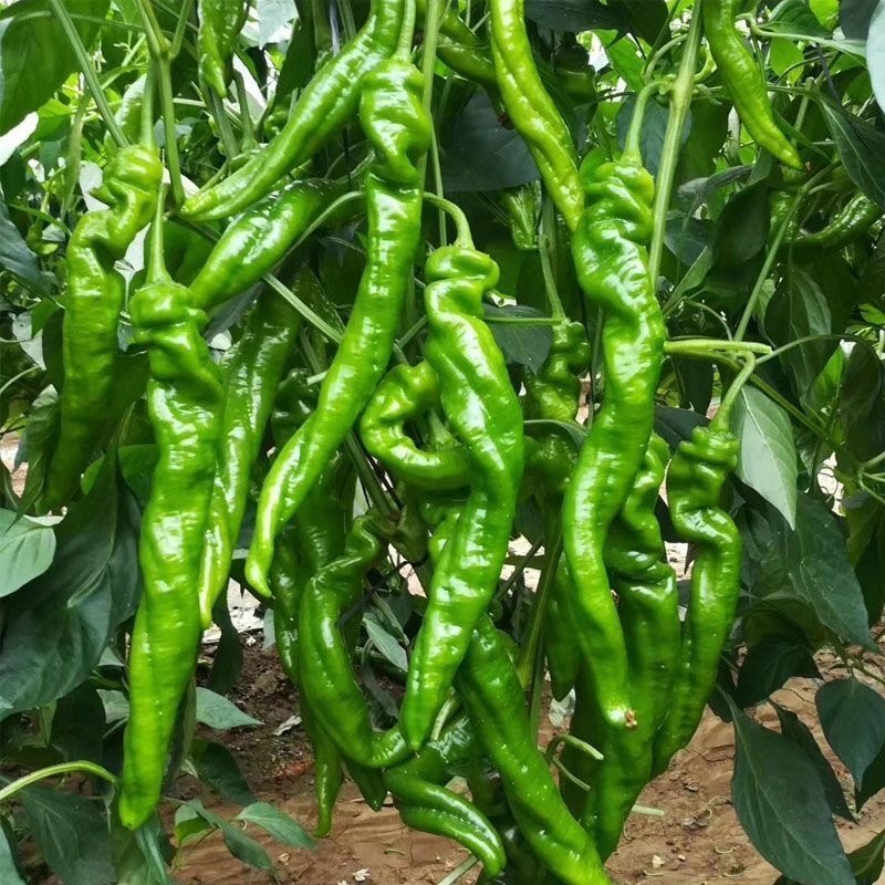 Hạt Giống Ớt Siêu Cay Ghost Pepper Đỏ  Cay Cực Đỉnh Screw Pepper Seeds-100Hạt