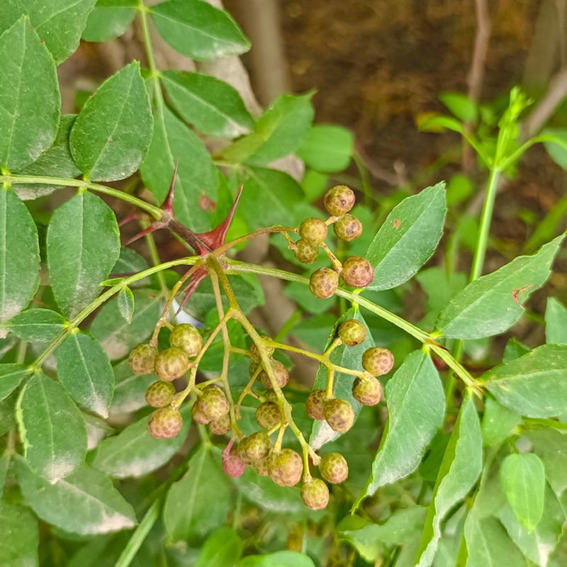 （ 30seeds ）Chinese Prickly Ash Seeds -Vegetable Seeds Sichuan Snerialty Green Chinese Pricktv AshSee