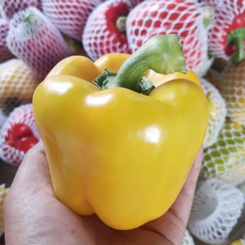 Sweet pepper seeds many color easy to grow, a variety of nutrition, good for health Colorful Bell Pe