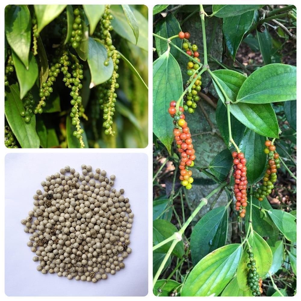 (15 Seeds)white peppercorn plant seeds - White peppercorn plant seeds