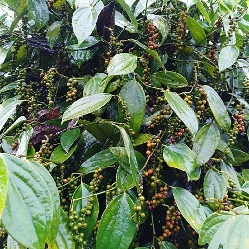 15seeds peppercorn plant seeds  Black peppercorn plant seeds