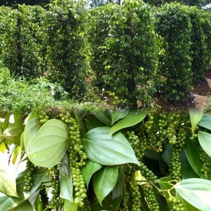 peppercorn plant seeds - Black peppercorn plant seeds-15 Seeds