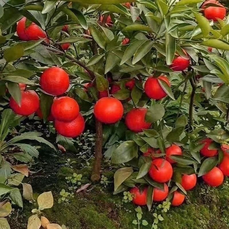 10Seeds  Weet Citrus Orange Bonsai Seeds Home Gardening Plant Seeds Orange Seeds for planting