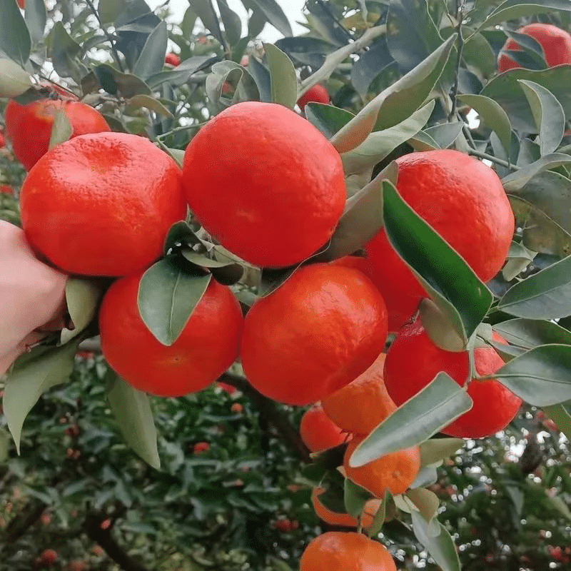 Small Tree Orange Bonsai Citrus Seeds -Orange Seeds for planting-10Seeds