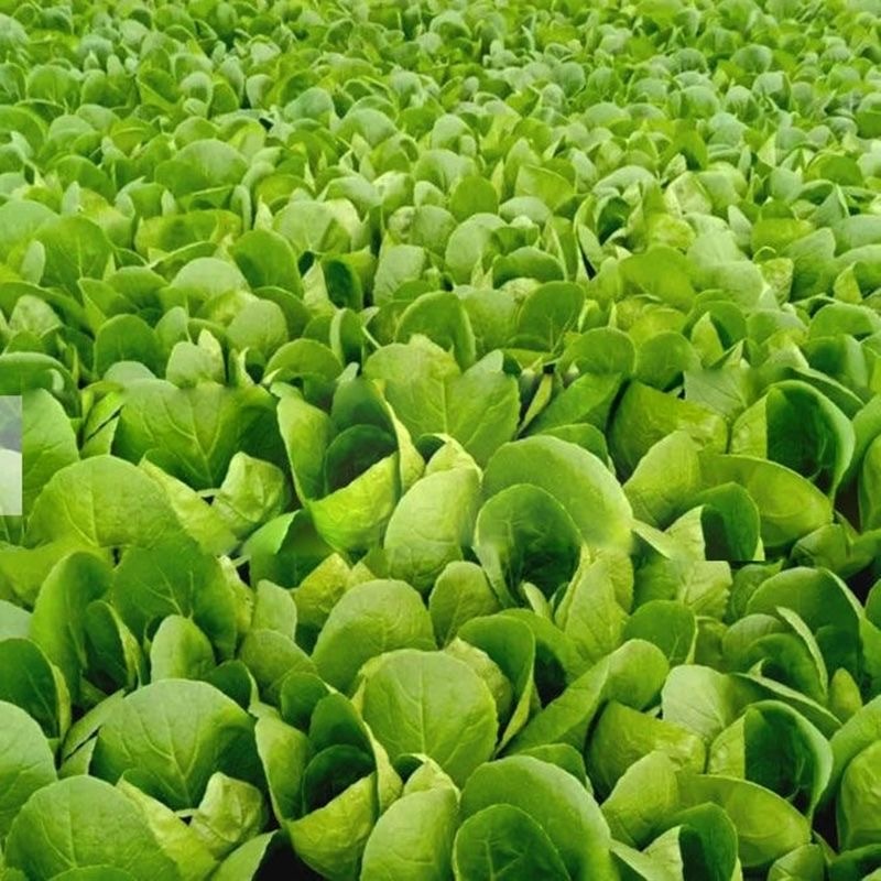 Seeds for Planting Vegetable Plants (200 Seed) Chinese bok choy