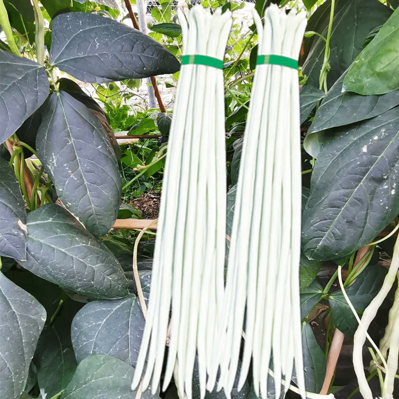 Hạt giống đậu đũa siêu dài Snake Bean_ White Pole Sitao Seeds-10Hạt
