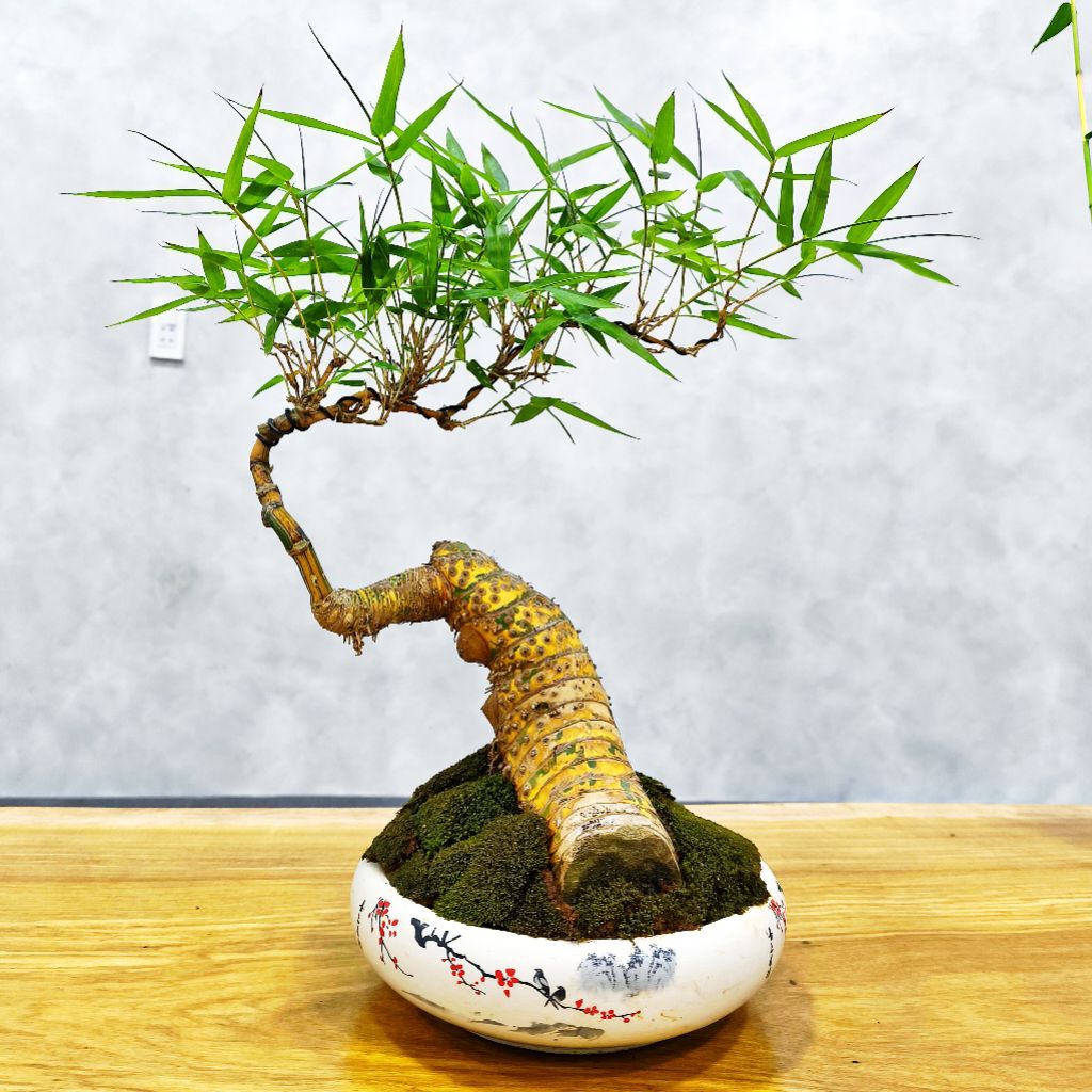 tre bonsai hàng tuyển chọn đã vào sẵn chậu cam kết đúng hình ảnh của sản phẩm