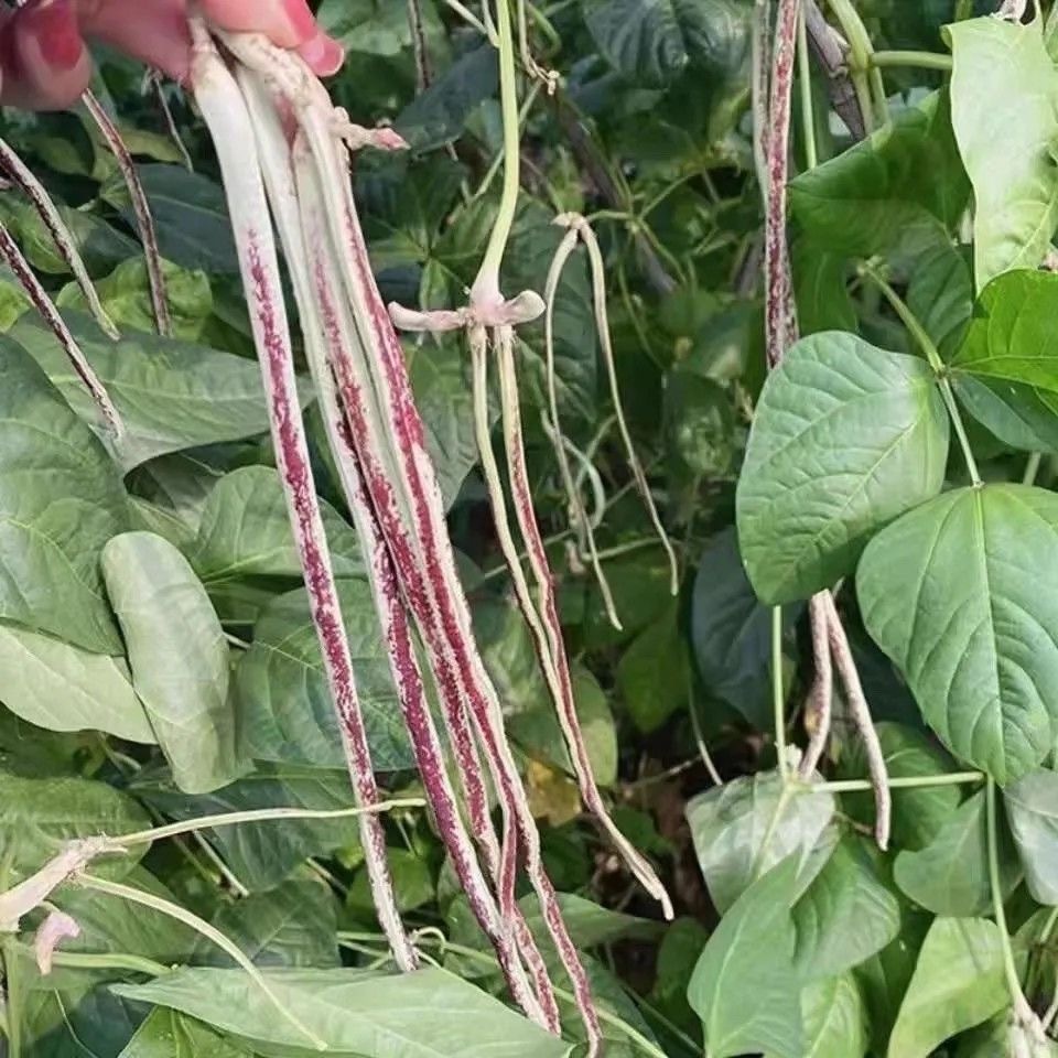 10 seeds Multicolour Pole Sitao Seeds  High output Multicolour Pole Sitao Seeds Sitao Long Seeds - O