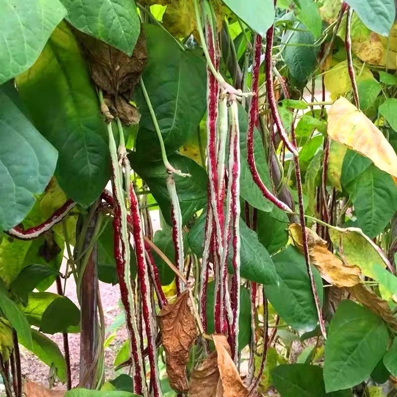 Multicolour Pole Sitao Seeds High output  - Multicolour Pole Sitao Seeds-10 seeds