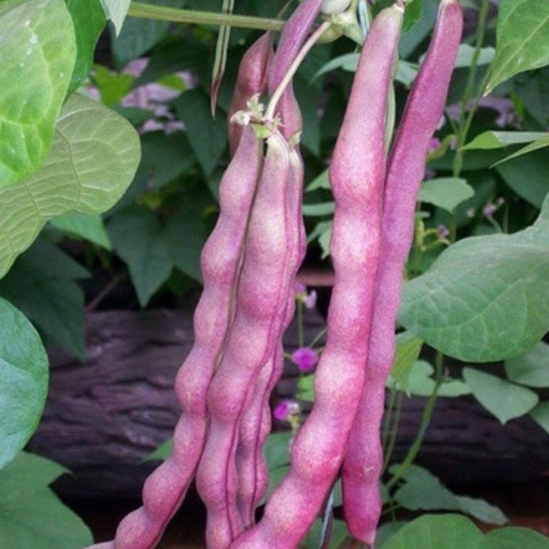 Purple Beans Seed - 5Seeds High Yielding Purple String Bean Seeds for Planting   Autumn Purple Beans