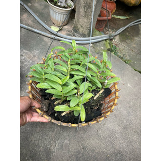 hoa lan phi điệp tím 5ct phú thọ thuần chậu