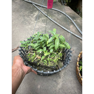 hoa lan phi điệp tím 5ct phú thọ thuần chậu