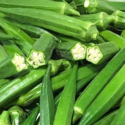 Okra Xanh Sản Xuất Cao Cấp Hạt Giống Okara Bắc Nam Ban Công Hạt Giống Rau Củ OKRA SEEDS-20Hạt