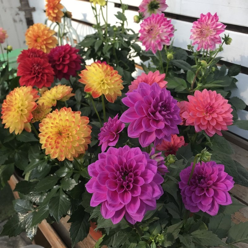 Hạt Dahlia  Dễ Dàng Trồng Năm Dahlia Flower Seeds-100viên