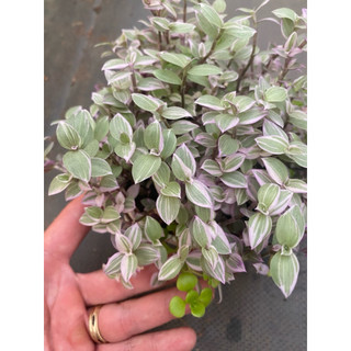 Chậu Thài lài pink lady - Trang trí cực xinh