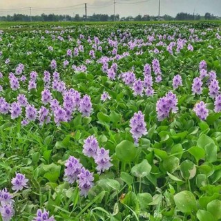 15 cây lục bình hay bèo tây