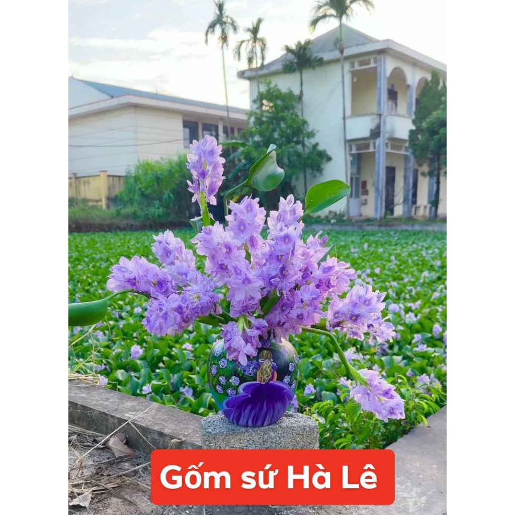 15 cây lục bình hay bèo tây