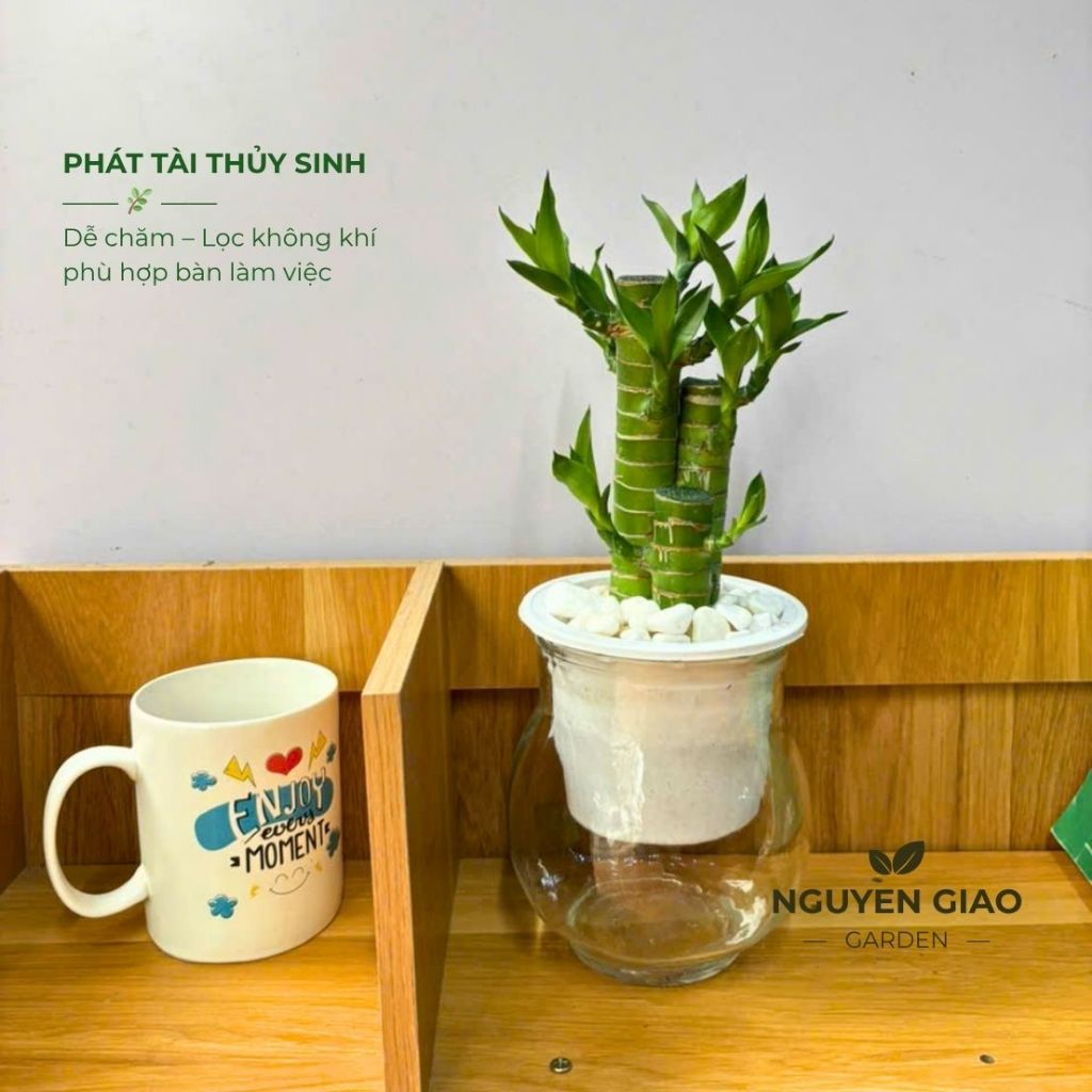 Trúc Phát Tài 3G Thuỷ Sinh để bàn trang trí nội thất, bàn làm việc văn phòng, decor phòng khách hút 