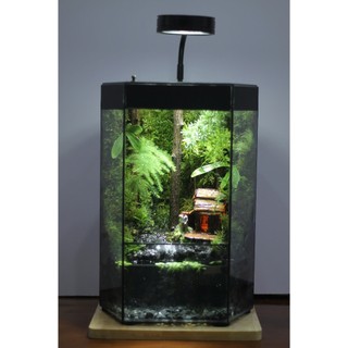 Bể hiệu ứng mưa rơi rainforest