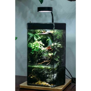 Bể hiệu ứng mưa rơi rainforest