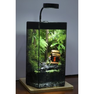 Bể hiệu ứng mưa rơi rainforest