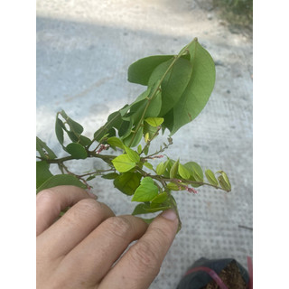 Cây Khế ngọt/ Khế chua
