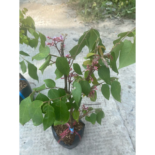 Cây Khế ngọt/ Khế chua