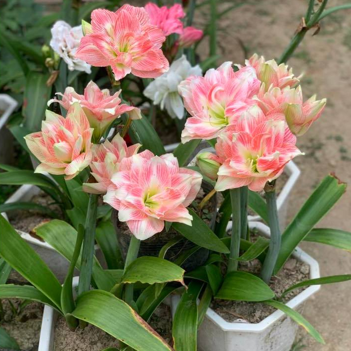 5 củ tặng 1 củ hoa Huệ Tây đủ màu sống 100%