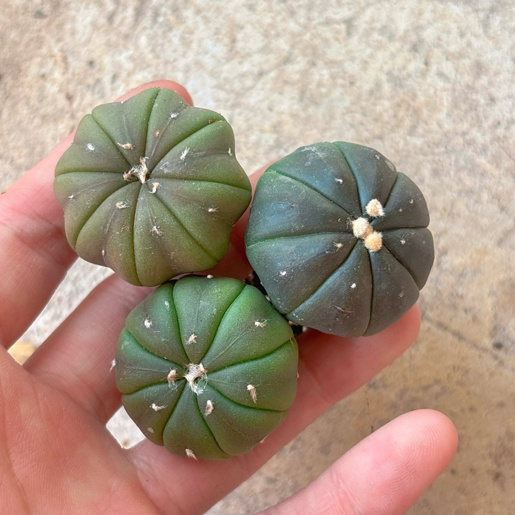 Combo 3 cây ASTER size nhỏ 2cm (Shop chọn ngẫu nhiên)